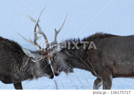 角を突きあうエゾシカ 136175717