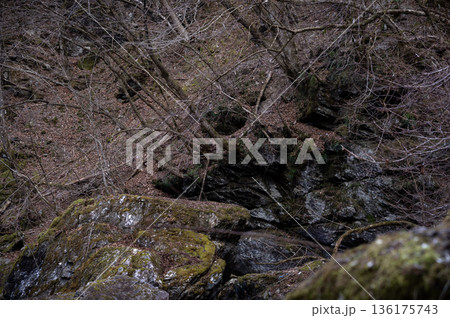 冬の奥秩父・荒川源流、断崖の巨岩に根を張る木々と苔むした岩肌 冬の奥秩父・荒川源流、断崖の巨岩に根を張る木々と苔むした岩肌 136175743