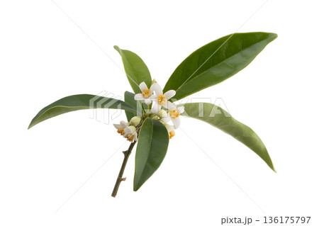 Delicate branch of osmanthus flowers with green leaves, isolated. Symbolizing autumn, sweet fragrance, asian flora, and natural ingredients 136175797