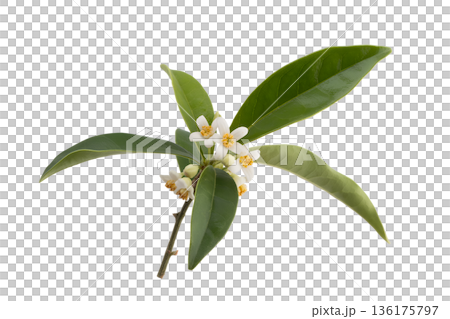 Delicate branch of osmanthus flowers with green leaves, isolated. Symbolizing autumn, sweet fragrance, asian flora, and natural ingredients 136175797