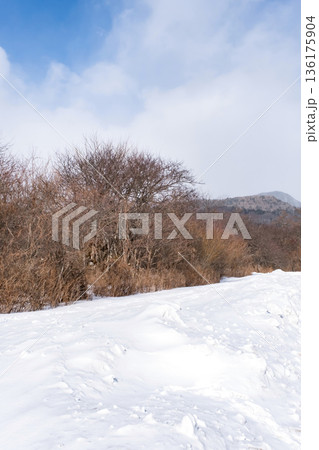 真冬の日光戦場ヶ原の風景 136175904