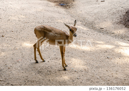 The blackbuck or the Indian antelope The blackbuck or the Indian antelope 136176052