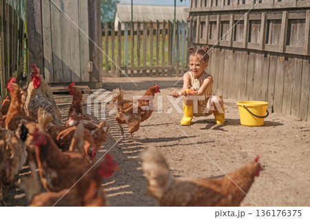 Happy child feeding chickens in a rural farmyard. Concept of farming, countryside lifestyle, animal care, childhood learning, and natural outdoor activity. 136176375