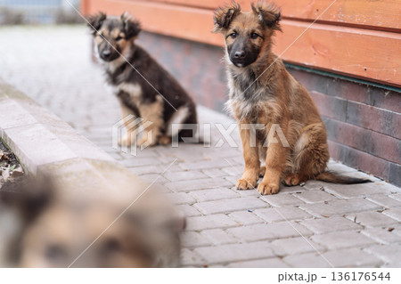 Group of Small Puppies Sitting Near Wooden Wall 136176544