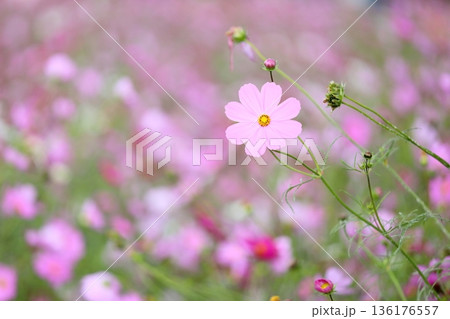 可愛い　コスモスの花 136176557