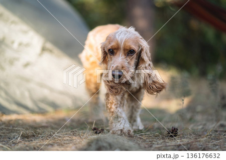 Curious Dog Walking Near Camping Tent Outdoors Curious Dog Walking Near Camping Tent Outdoors 136176632