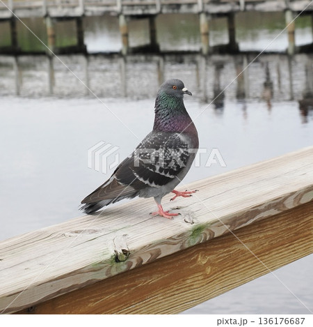 片足を上げる鳩 136176687