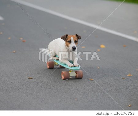 A Jack Russell Terrier rides a penny board in an autumn park. 136176755