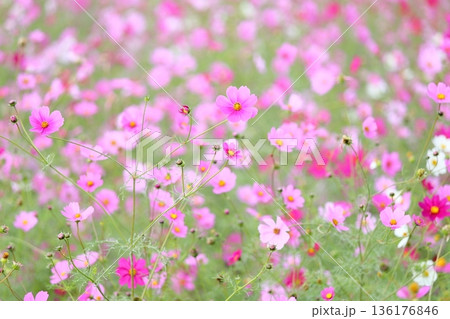 可愛い　コスモスの花 136176846