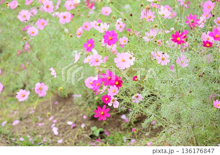 可愛い コスモスの花 可愛い コスモスの花 136176847
