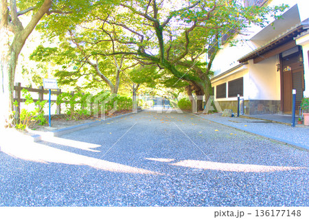 [三重県]津市にある津城のアジサイロード 136177148