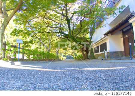 [三重県]津市にある津城のアジサイロード 136177149