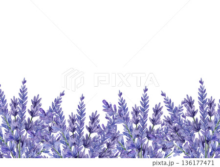 Template realistic hand-drawn watercolor lavender branch. Frame with text space, on white background for elegant wedding invitations and botanical greeting cards 136177471