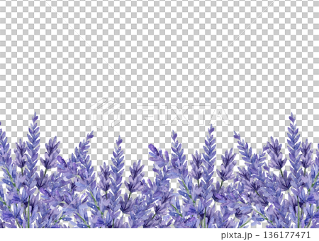 Template realistic hand-drawn watercolor lavender branch. Frame with text space, on white background for elegant wedding invitations and botanical greeting cards 136177471