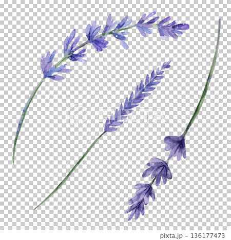 Realistic watercolor set of lavender branches with lilac flowers, isolated on white background, perfect for botanical greeting cards, rustic textiles, and wedding invitations, herbal medicine 136177473