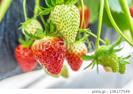 赤く実ったイチゴの果実　いちご狩り 136177549