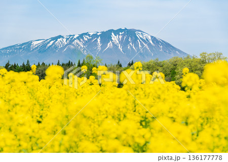 菜の花と残雪の岩手山 136177778