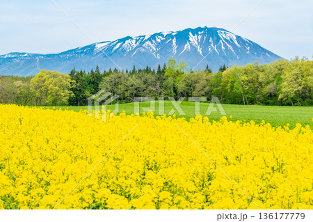 菜の花と残雪の岩手山 136177779