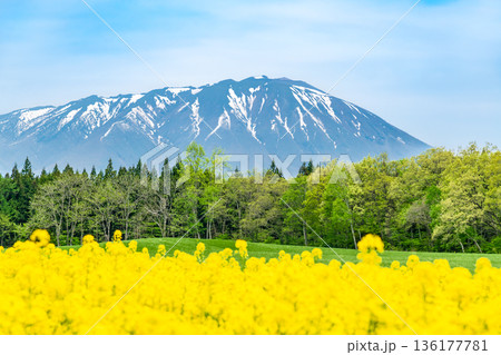 菜の花と残雪の岩手山 136177781