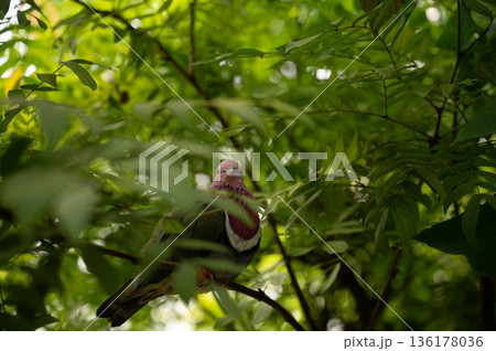 Pink-Headed Fruit Dove - Ptilinopus porphyreus 136178036