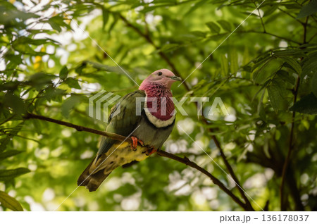 Pink-Headed Fruit Dove - Ptilinopus porphyreus Pink-Headed Fruit Dove - Ptilinopus porphyreus 136178037