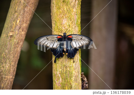 Close-Up of papilio lowi tropical butterfly Close-Up of papilio lowi tropical butterfly 136178039