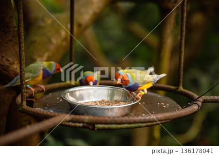 Close-Up of a Colorful Gouldian Finch - Chloebia gouldiae Close-Up of a Colorful Gouldian Finch - Chloebia gouldiae 136178041