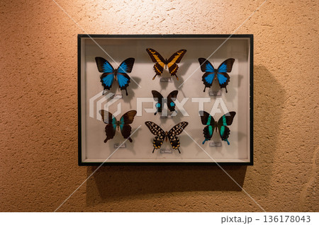 Framed Butterfly Collection Displayed on Wall Framed Butterfly Collection Displayed on Wall 136178043