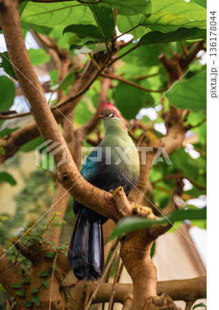 Fischer's Turaco, Tauraco fischeri 136178044