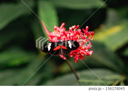 Close-Up of papilio lowi tropical butterfly Close-Up of papilio lowi tropical butterfly 136178045