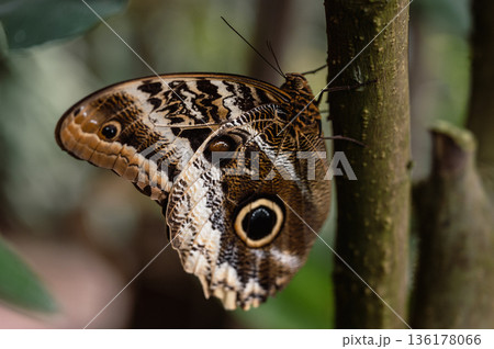 Owl Eye Butterfly - Caligo. Close-Up Owl Eye Butterfly - Caligo. Close-Up 136178066