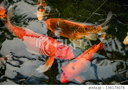 Colorful Japanese Koi Fish in Serene Pond 136178076