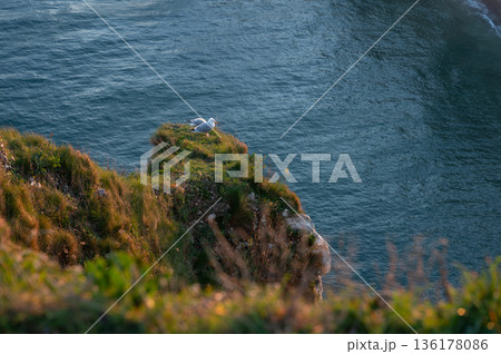 Cliffs and Waters of Etretat Cliffs and Waters of Etretat 136178086