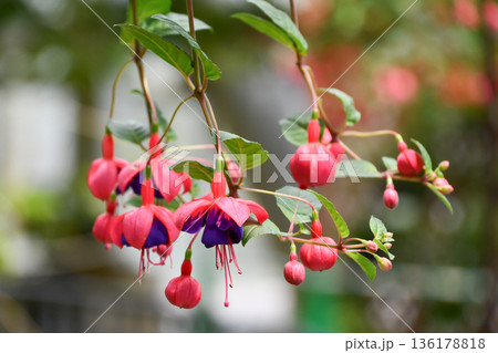 フクシア「ゼネラル・モンク」 Fuchsia 'General Monk' フクシア「ゼネラル・モンク」 Fuchsia 'General Monk' 136178818