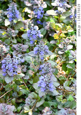 セイヨウジュウニヒトエ Bugleweed セイヨウジュウニヒトエ Bugleweed 136178819