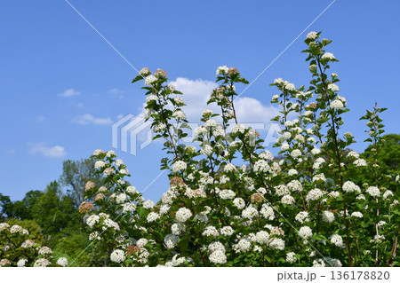 アメリカシモツケ　Meadowsweet 136178820