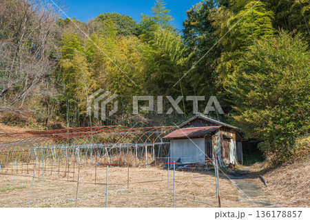 石舞台古墳付近の山林風景　奈良県明日香村 136178857