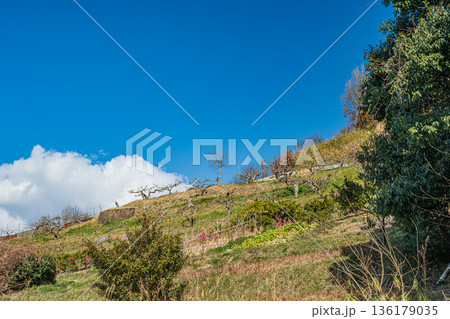 冬の明日香村の果樹園　奈良県 136179035