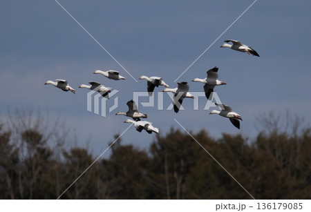 飛翔するハクガンの群れ 136179085