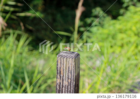 杭に止まる赤とんぼ（アキアカネ） 136179116