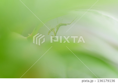 生まれたばかりのカマキリ　春の風景 136179136