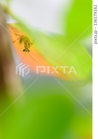 生まれたばかりのカマキリ　春の風景 136179162