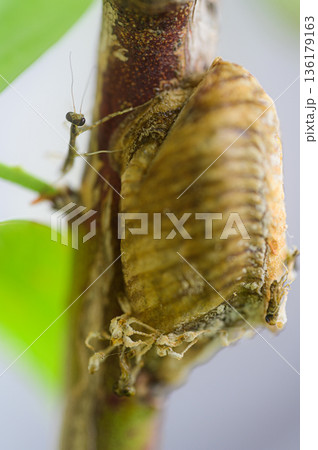 生まれたばかりのカマキリと卵鞘　春の風景 136179163