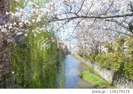 祇園白川 祇園白川 136179178