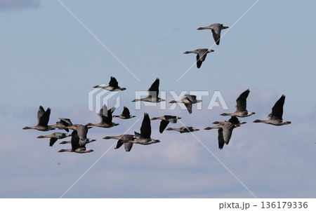 飛翔するヒシクイの群れ 136179336