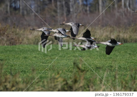 低く飛ぶヒシクイの群れ 136179337