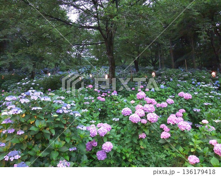 小野池あじさい公園 136179418