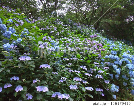小野池あじさい公園 136179419