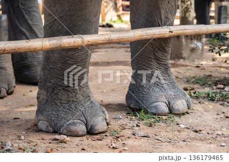 Cropped shot view of an Elephant's foot. The fatty pad in elephants mimics the heel in humans, helping absorb shock and allowing elephants to move relatively quietly. 136179465