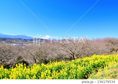 吾妻山公園 菜の花と富士山 吾妻山公園 菜の花と富士山 136179534